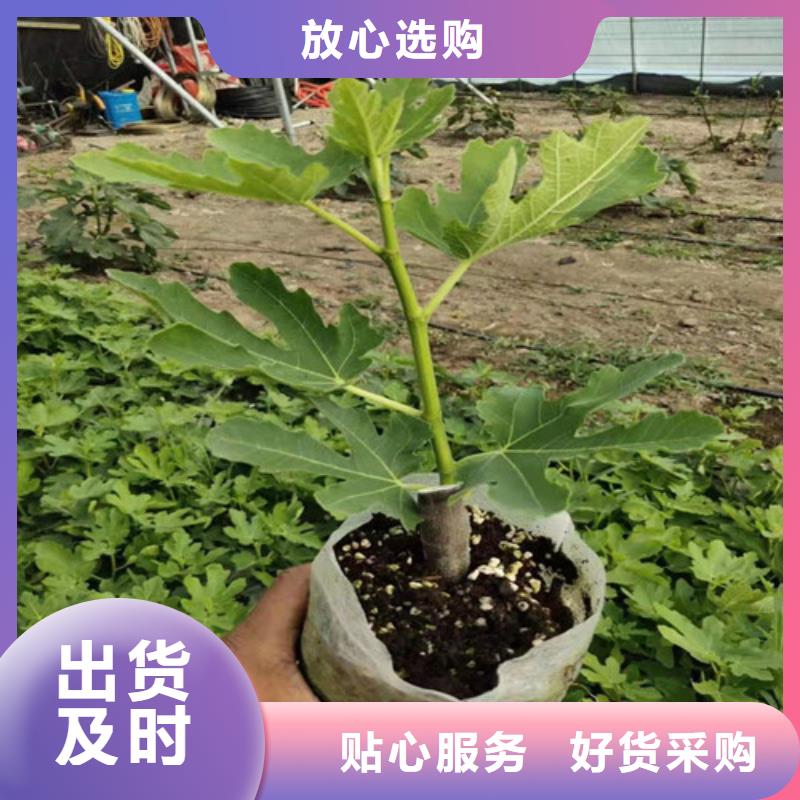 无花果油桃苗厂家现货供应