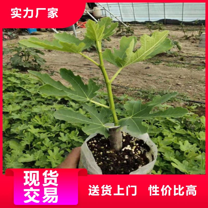 无花果-油蟠7-7源头厂源头货