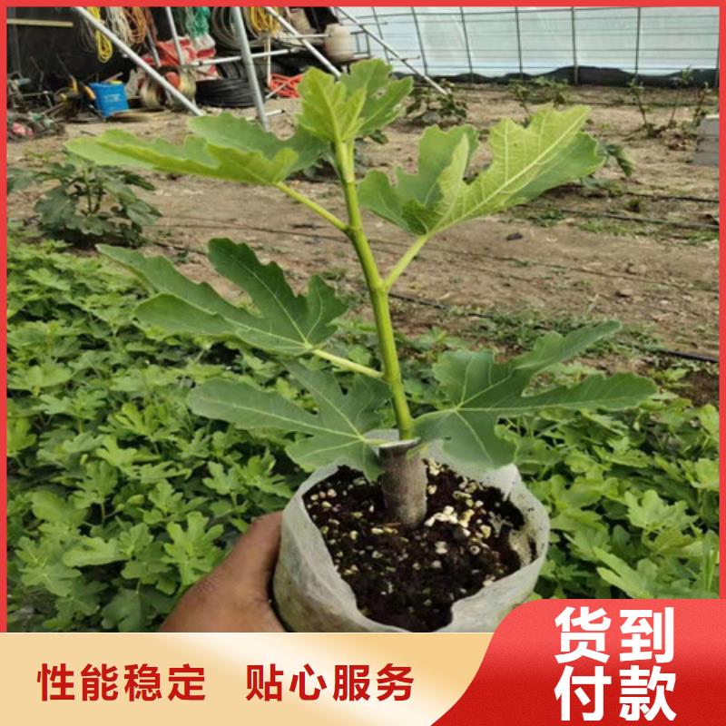 无花果核桃苗厂家直销直供