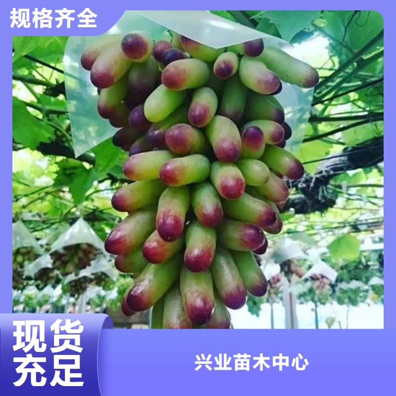 葡萄_草莓苗优选原材