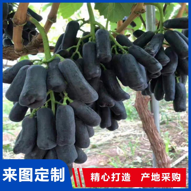 葡萄【辣椒苗】多种规格供您选择