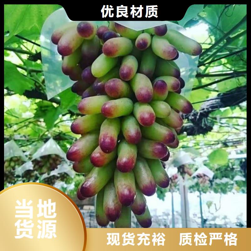 葡萄【枣树苗】把实惠留给您