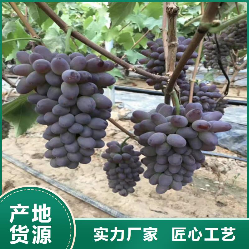 【葡萄】大棚草莓苗源厂供货