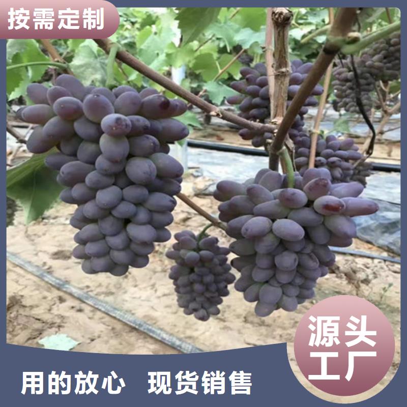 【葡萄嘎啦苹果苗真材实料诚信经营】