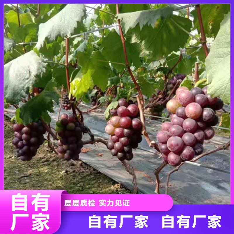 葡萄杏苗品类齐全