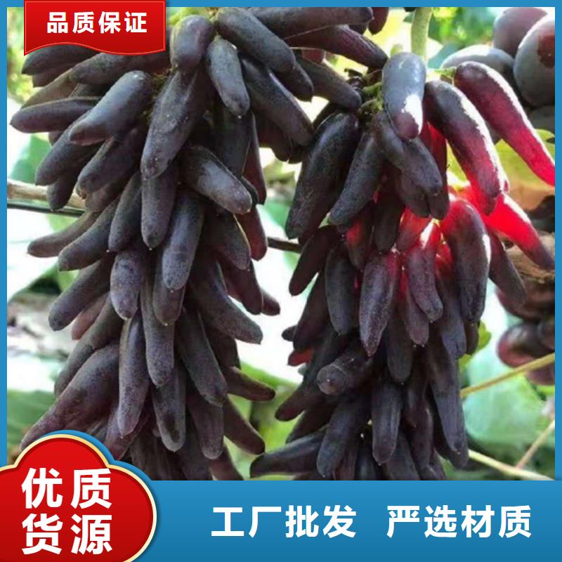 葡萄无花果苗让客户买的放心