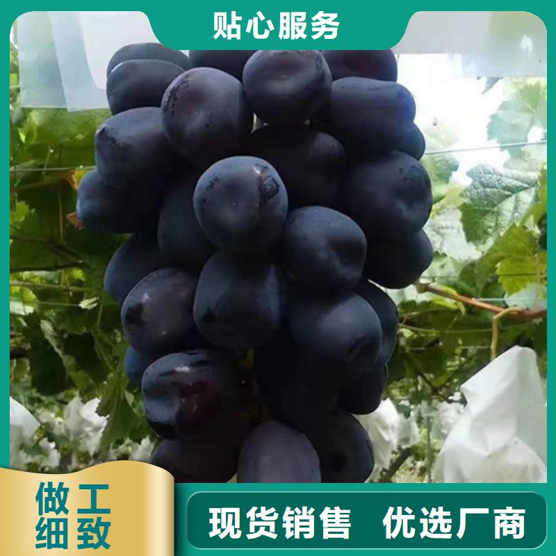 葡萄辣椒苗质量层层把关