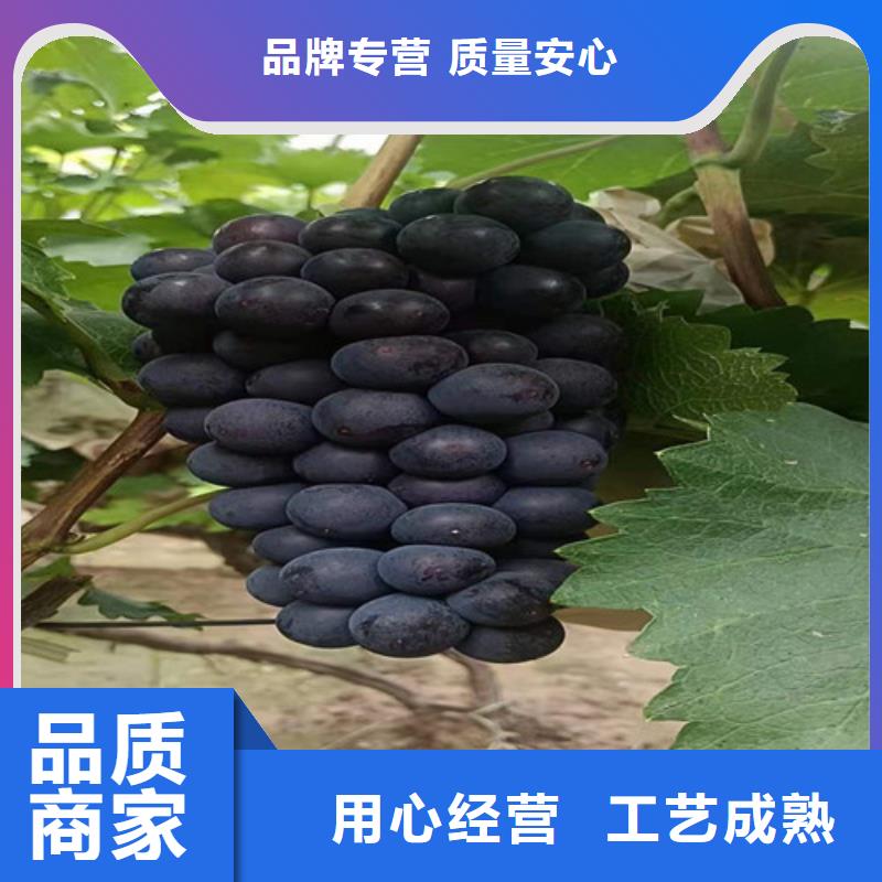 葡萄辣椒苗质量层层把关