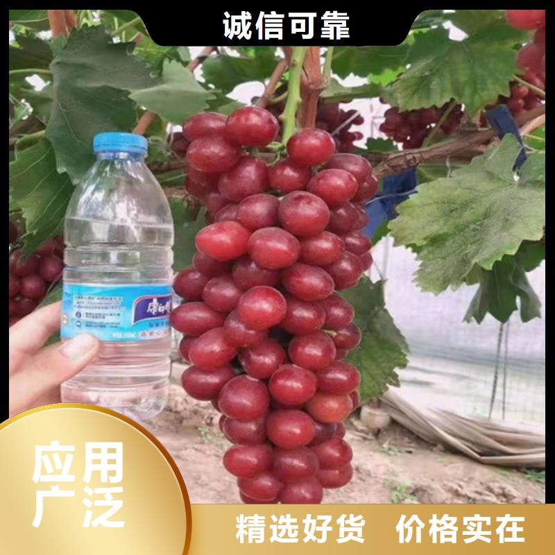 葡萄海棠盆景苗品质商家