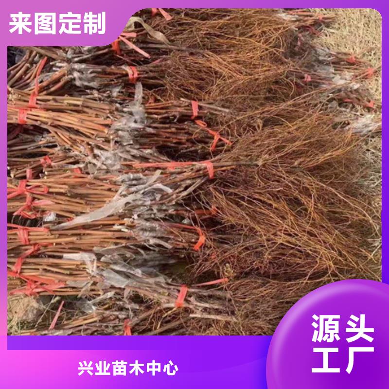 葡萄【辣椒苗】多种规格供您选择