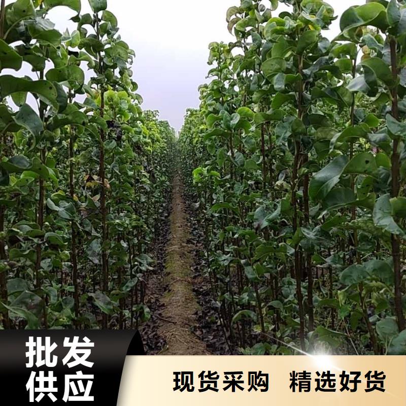 梨新梨7号梨树苗厂家大量现货