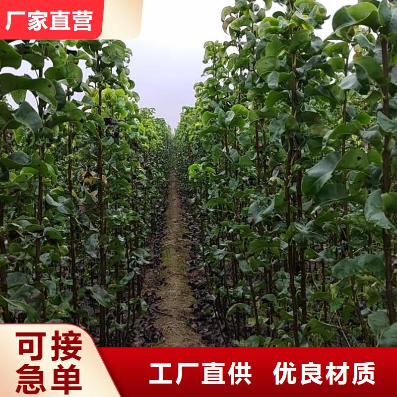 【梨】北京十四号桃树苗源头厂家量大价优