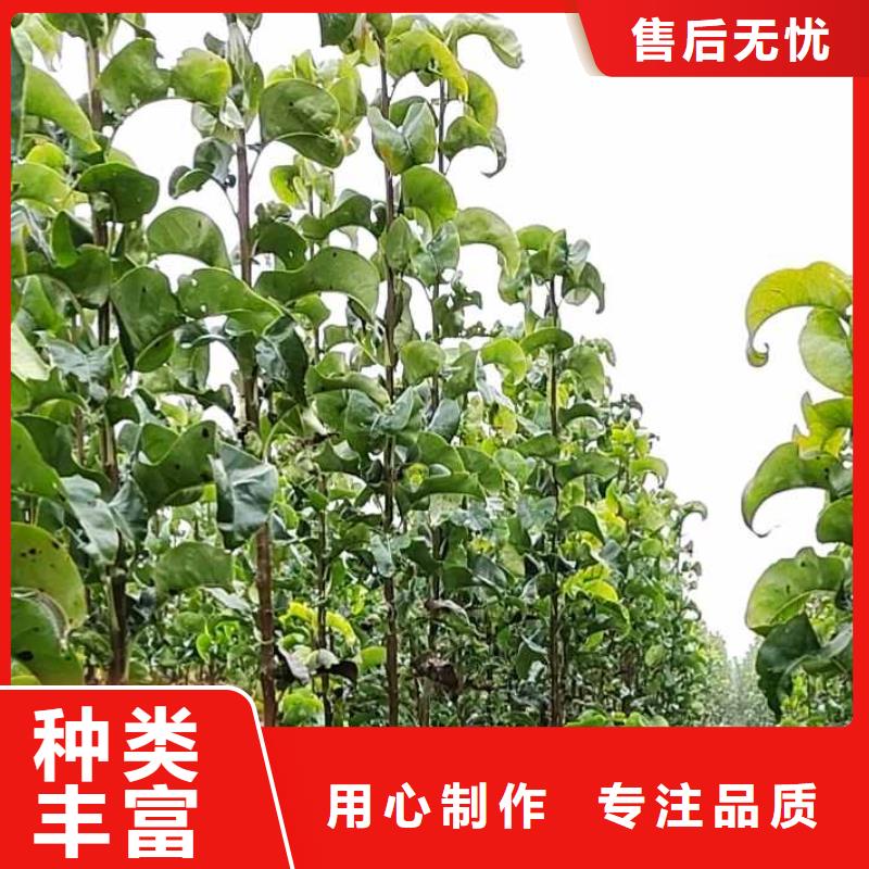 梨海棠苗应用范围广泛