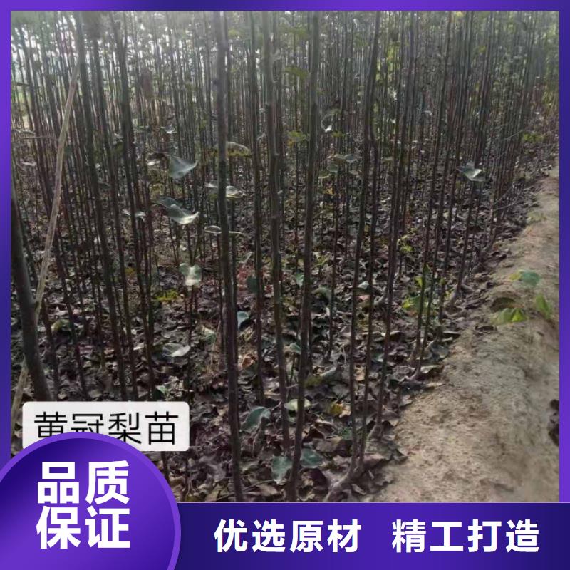 梨玉露香梨树苗一站式采购商家