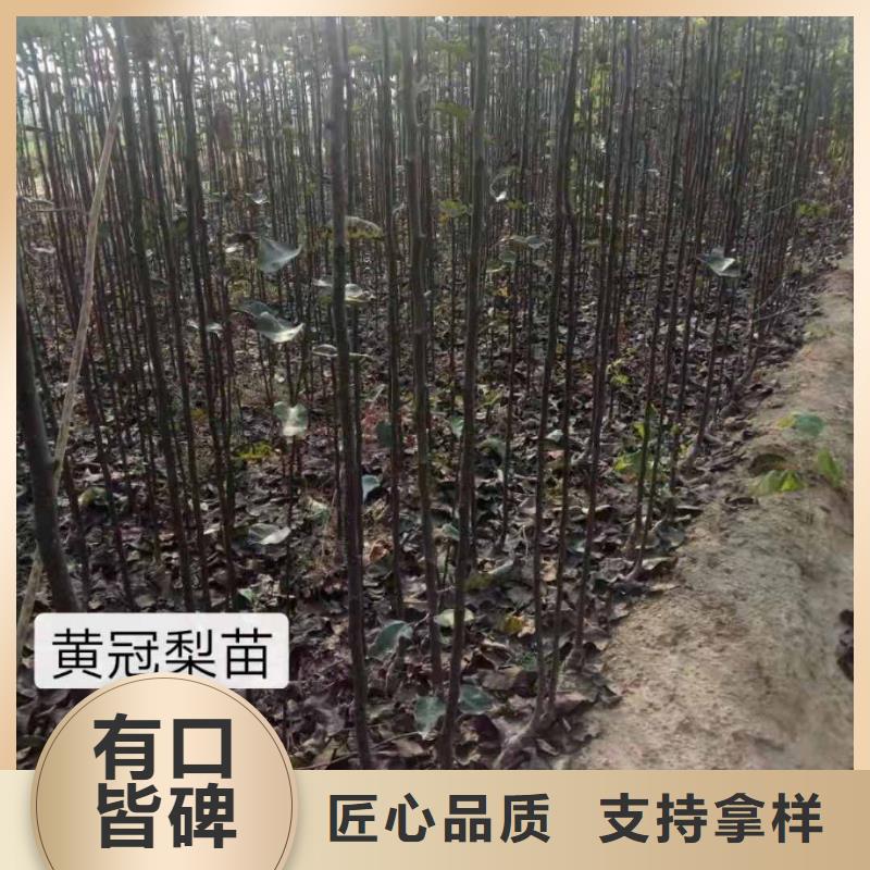 【梨-奥红一号梨苗品质无所畏惧】