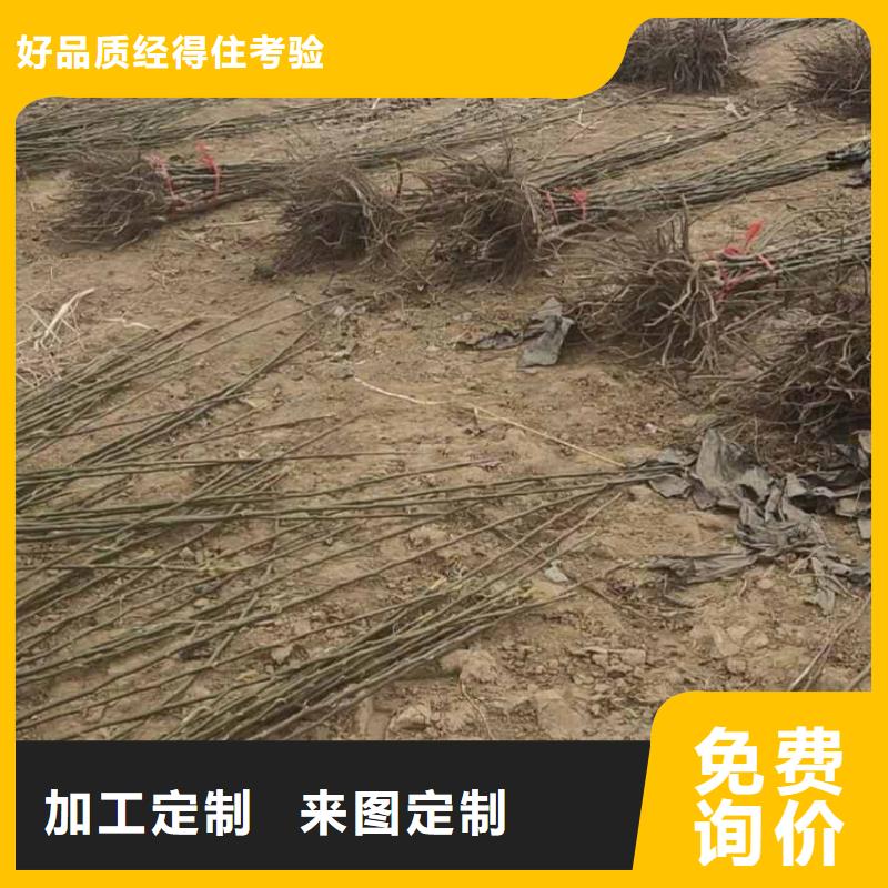 梨梨树苗基地实力才是硬道理