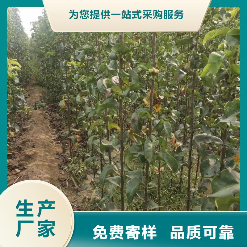 梨梨树苗基地不只是质量好