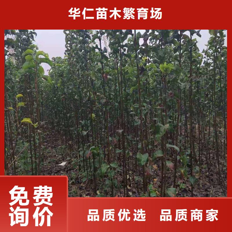 梨-新梨7号梨树苗敢与同行比质量