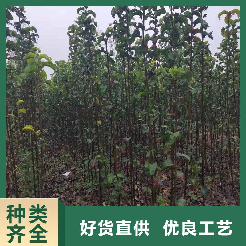 【梨秋月梨树苗货源足质量好】