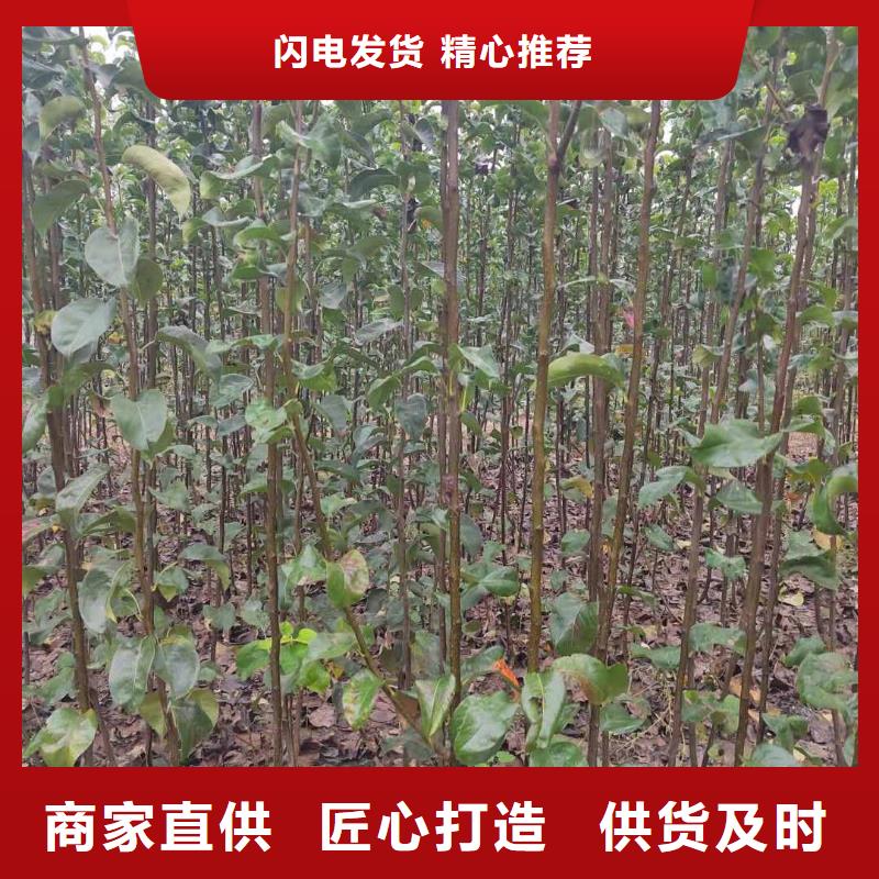 梨梨树苗基地讲信誉保质量