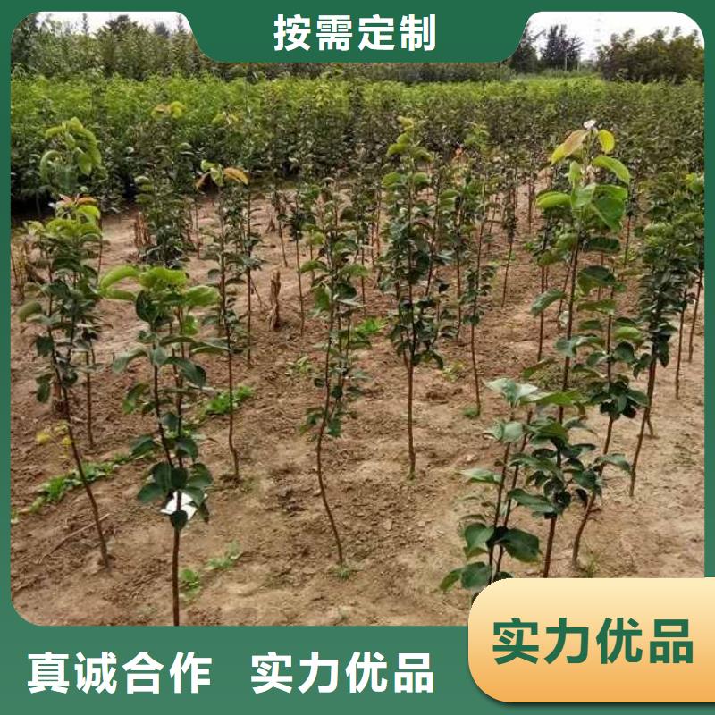 【梨】北京十四号桃树苗源头厂家量大价优