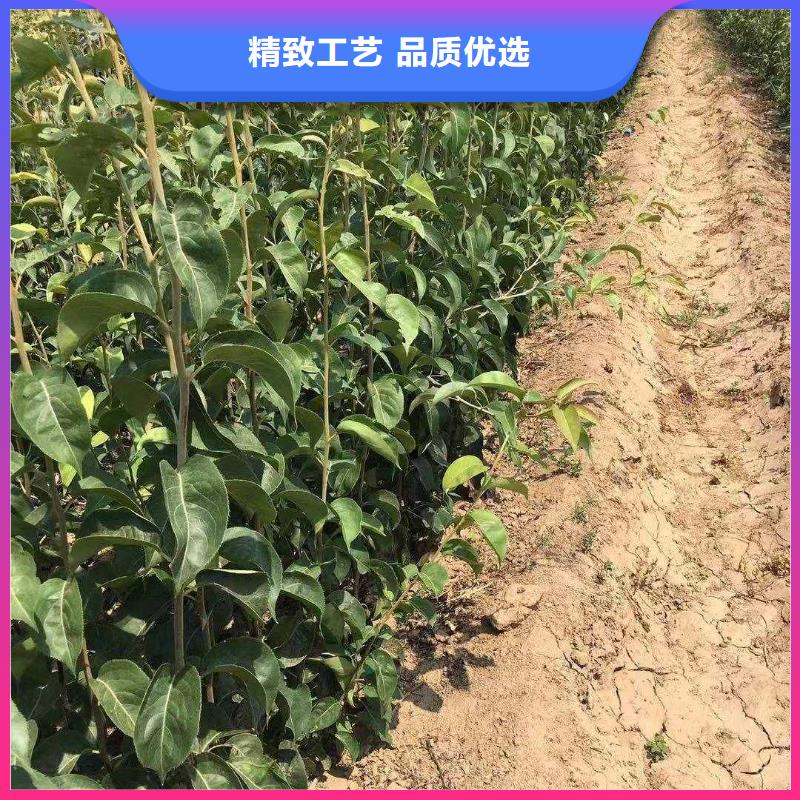 梨梨树苗基地不只是质量好