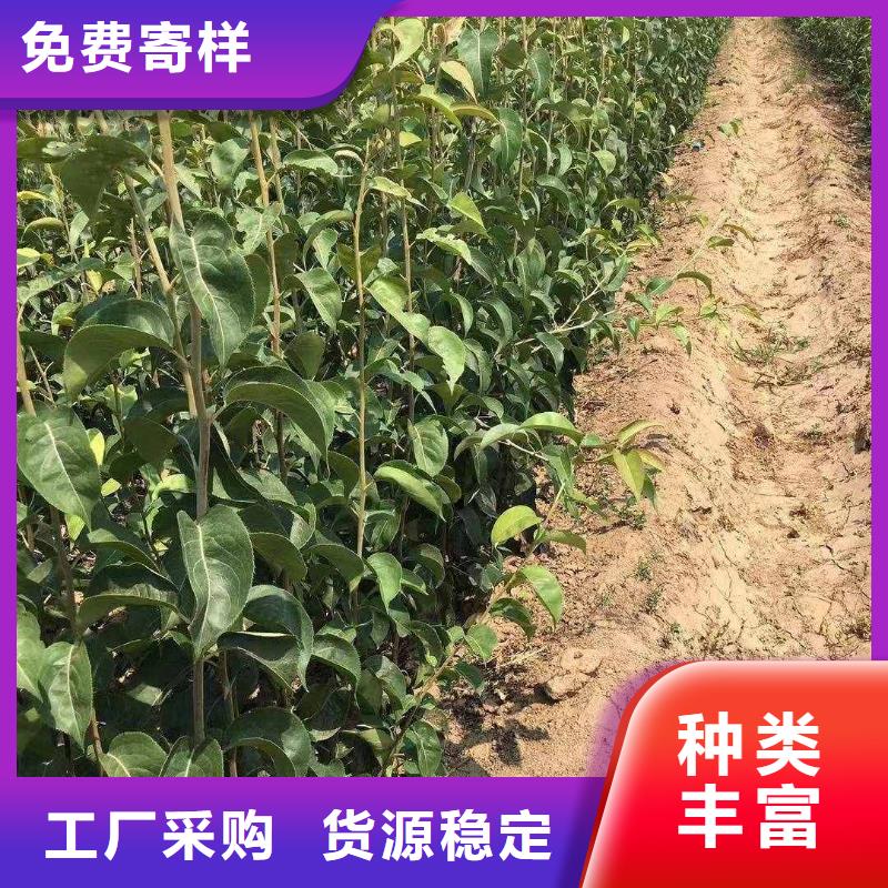 梨杜梨苗支持批发零售