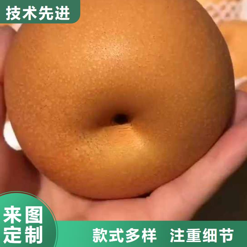 梨_【奥红一号梨苗】打造好品质