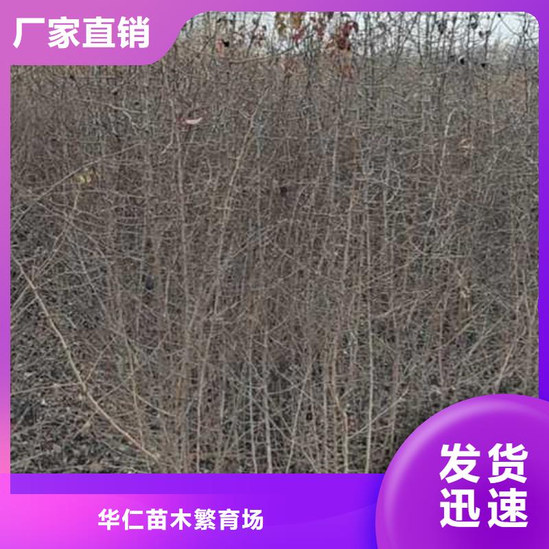 杜梨梨树苗性能稳定