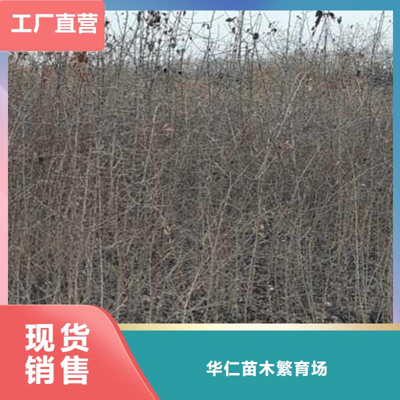 杜梨【梨树苗基地】工厂现货供应