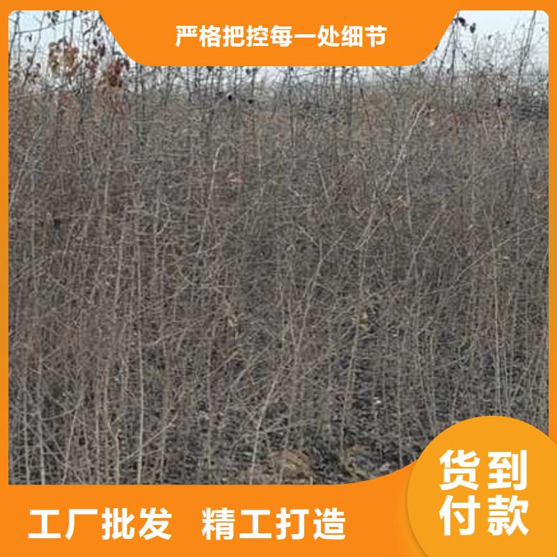 杜梨_【梨树苗基地】拥有多家成功案例