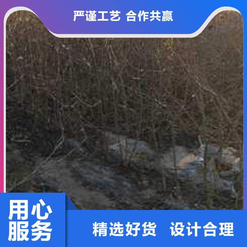 杜梨,皇冠梨树苗价格地道