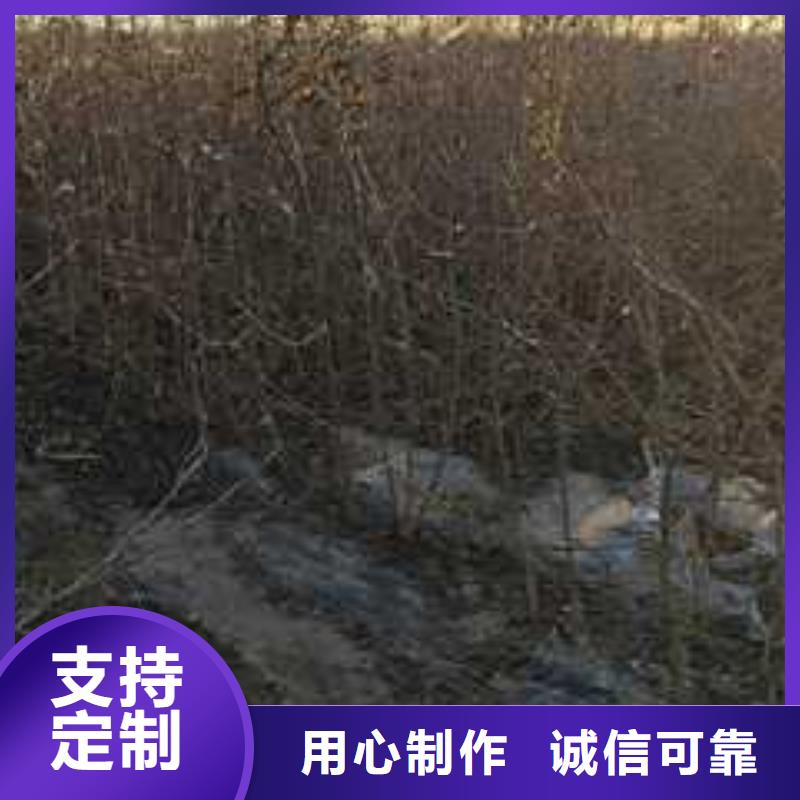 杜梨梨树苗基地闪电发货