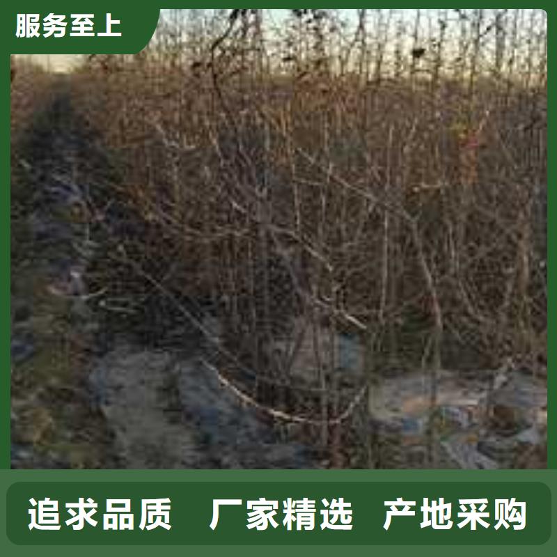 【杜梨梨树苗基地厂家型号齐全】