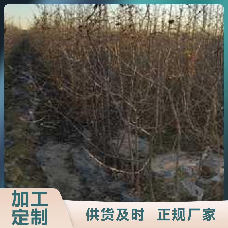 杜梨玉露香梨树苗货品齐全