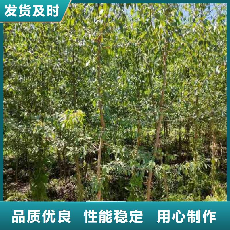 杜梨梨树苗基地闪电发货