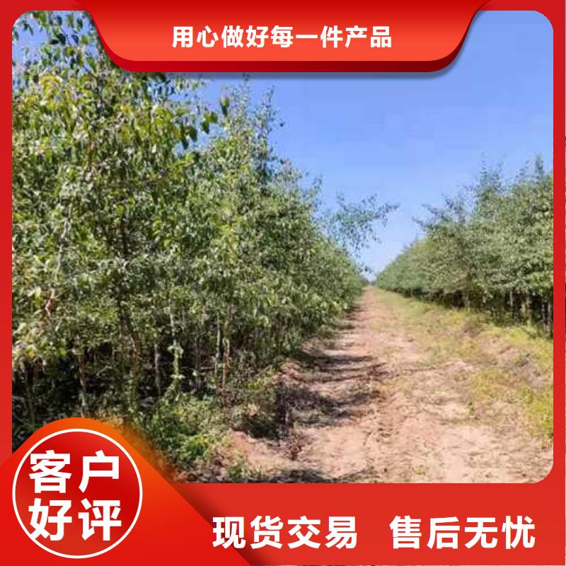 【杜梨梨树苗基地严格把关质量放心】