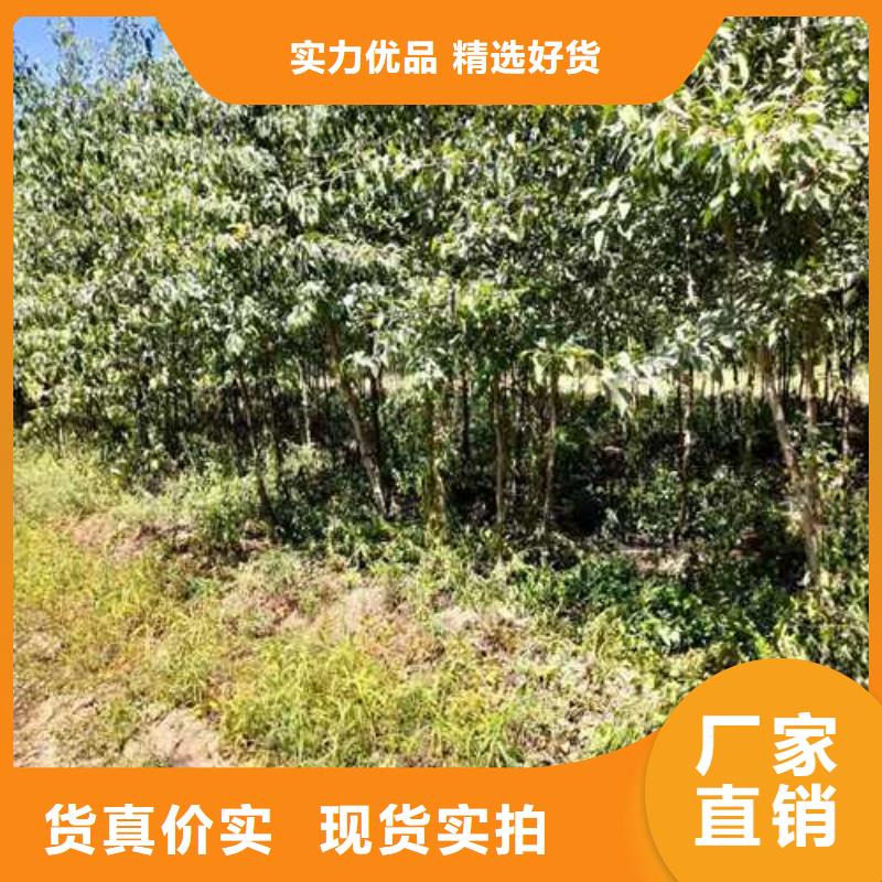 【杜梨梨树苗基地厂家型号齐全】