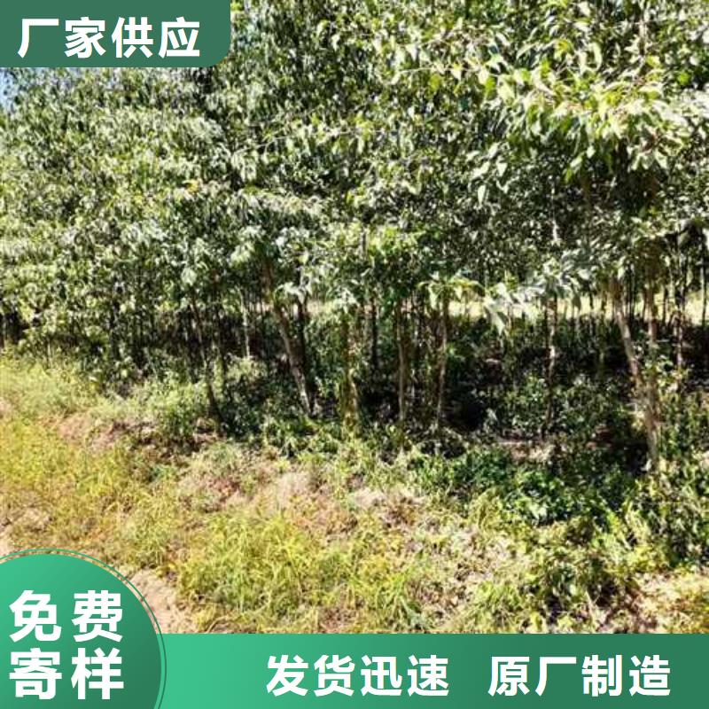 杜梨-【梨树苗基地】供应商