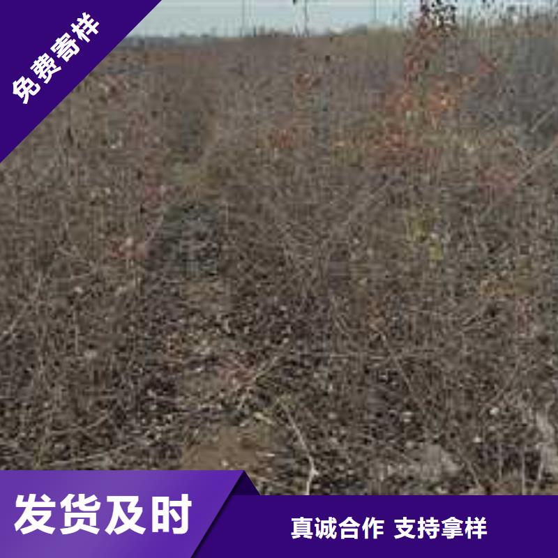 杜梨梨树苗基地大库存无缺货危机