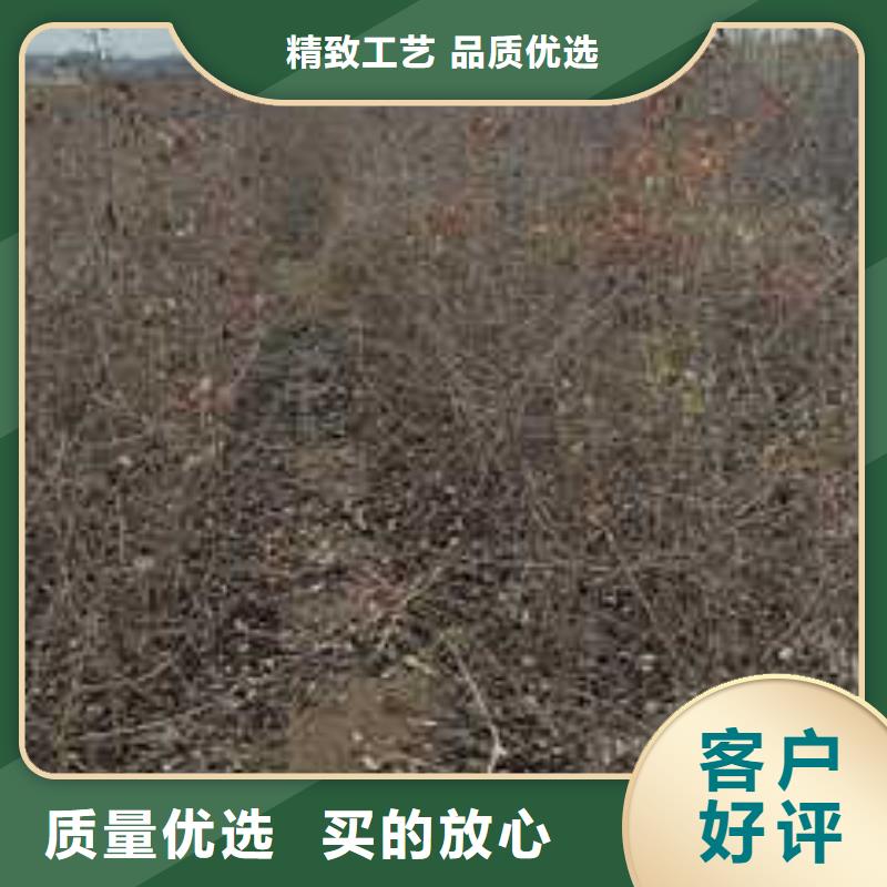 杜梨梨树苗基地厂家直销供货稳定