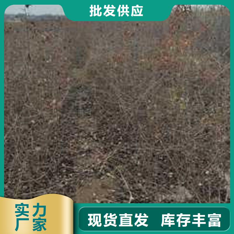 杜梨【梨树苗基地】工厂现货供应