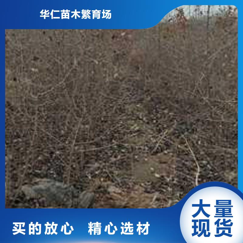 杜梨梨树苗基地厂家直销供货稳定