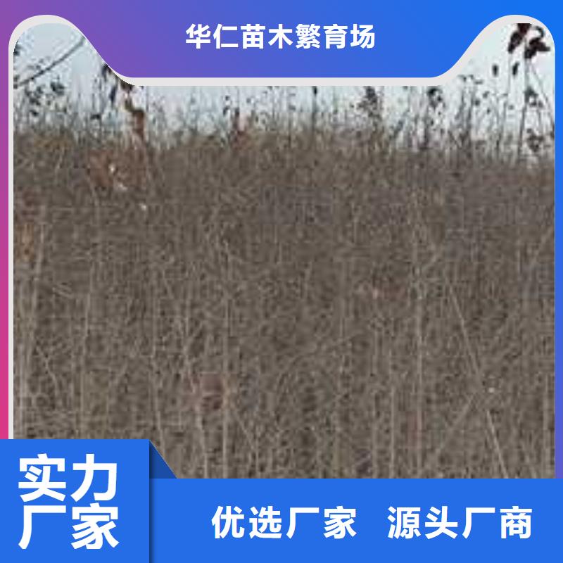 【杜梨】黄冠梨树苗快速物流发货