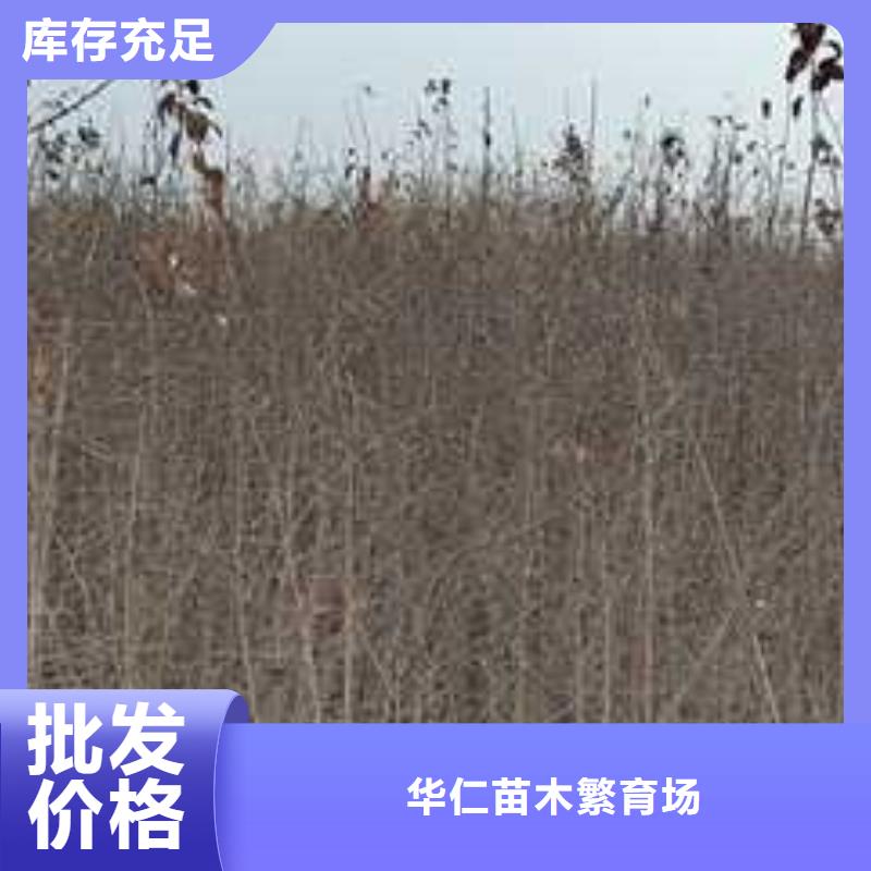 杜梨毛桃苗批发供应