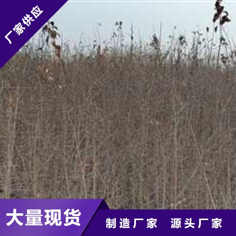 杜梨【梨树苗基地】好产品价格低