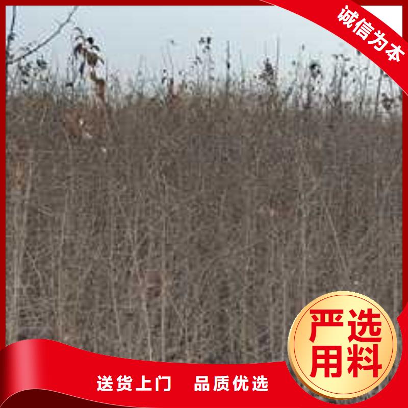 杜梨【梨树苗基地】工厂现货供应