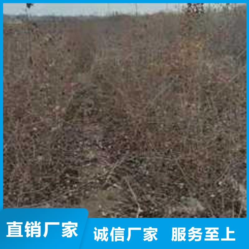 杜梨梨树苗基地一致好评产品