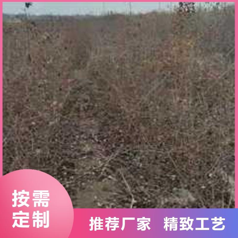 杜梨梨树苗基地精品选购