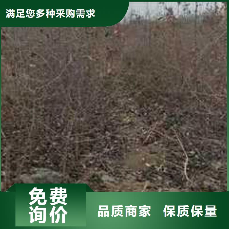 杜梨梨树苗基地闪电发货